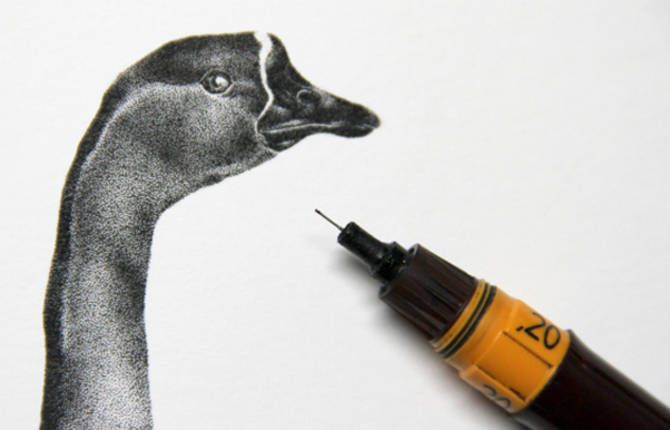 Coq Rico Illustrations