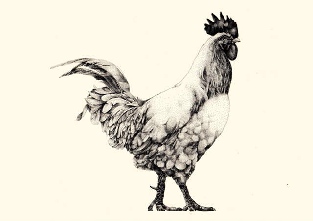 Coq Rico5