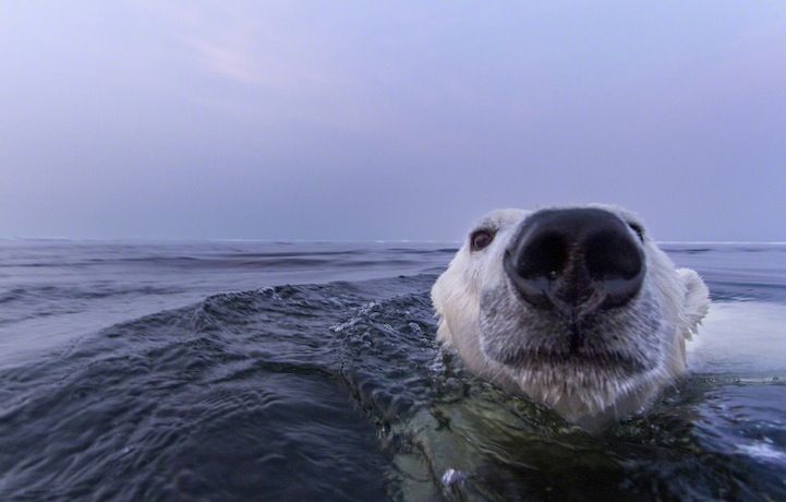 Polar Bear Swimming, Hudson Bay, Canada