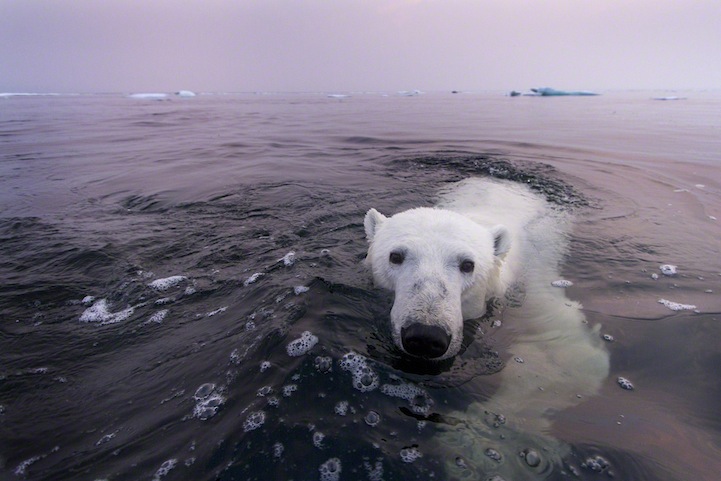 Polar Bear Swimming in Hudson Bay, Canada