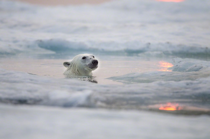 Polar Bear, Hudson Bay, Canada