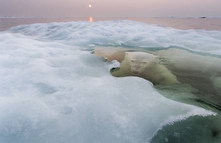 Polar Bear Photography