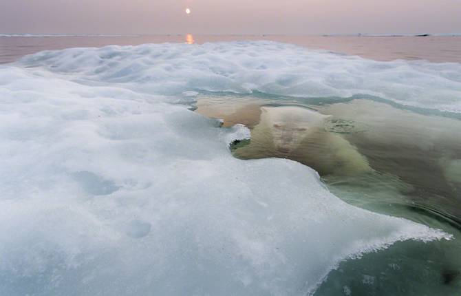 Polar Bear Photography