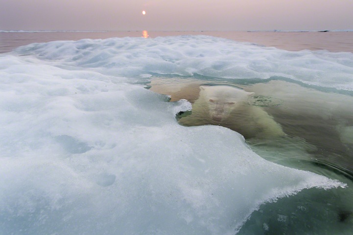 Polar Bear, Hudson Bay, Canada