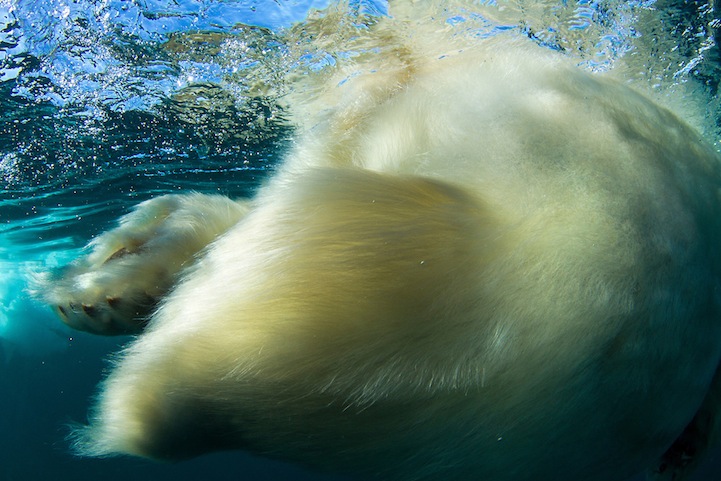 Underwater Polar Bear, Nunavut, Canada