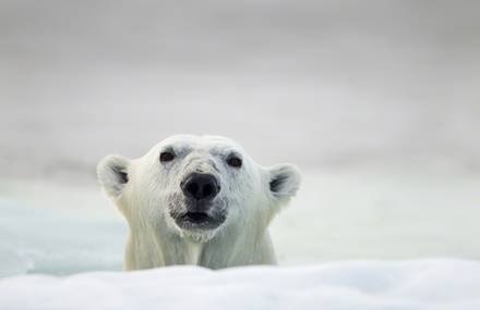 Polar Bear Photography