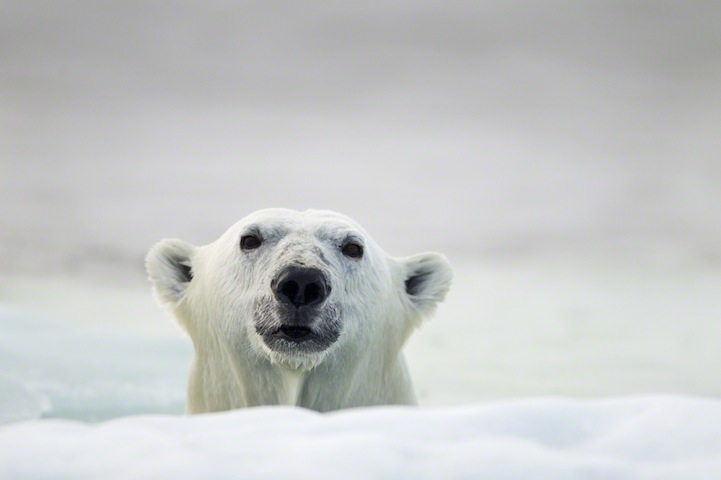 Polar Bear, Hudson Bay, Canada