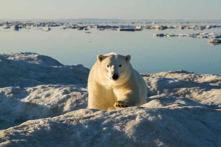 Polar Bear, Hudson Bay, Nunavut, Canada