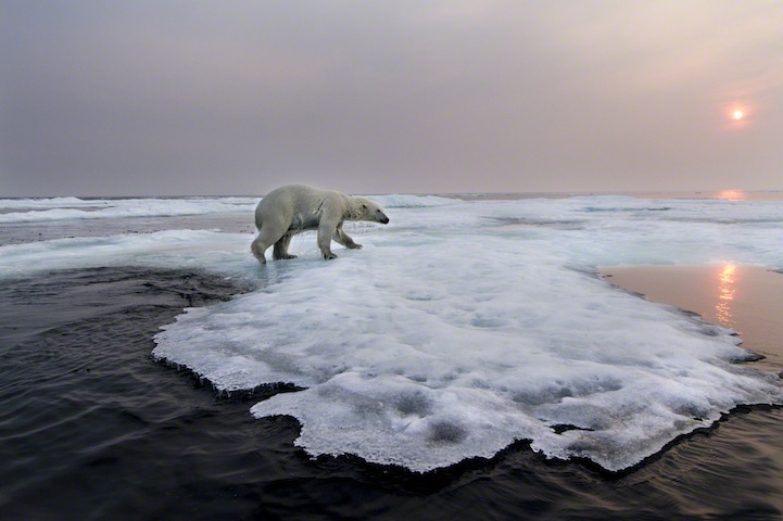 Polar Bear, Hudson Bay, Canada