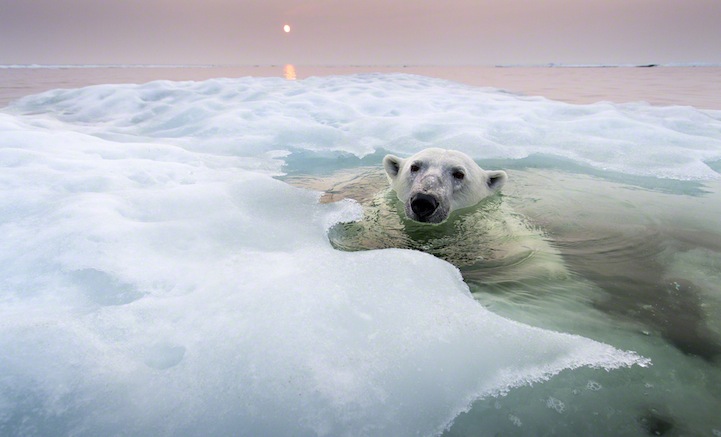 Polar Bear, Hudson Bay, Canada