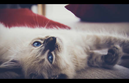Mon chat et ses amis imaginaires