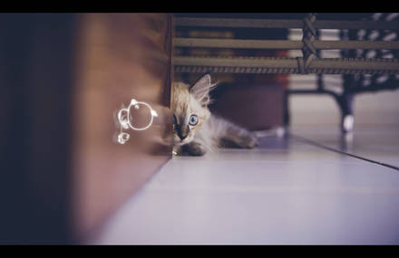 Mon chat et ses amis imaginaires