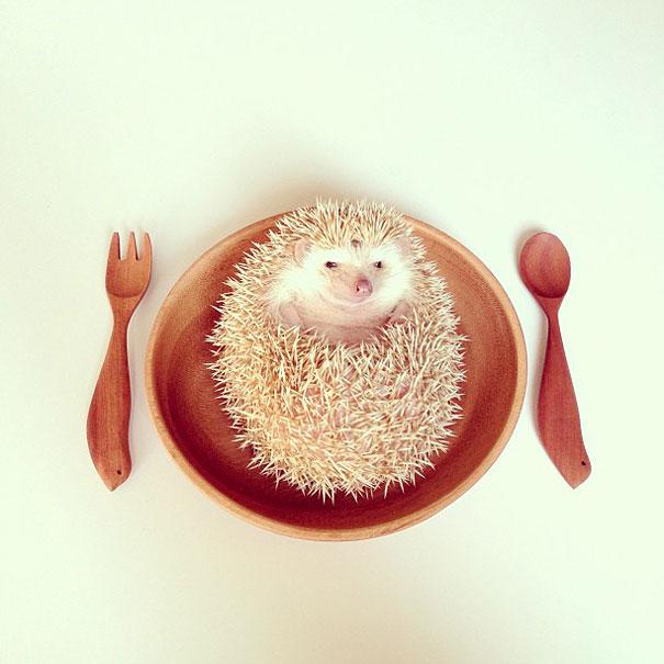 cute-hedgehog-darcy-darcytheflyinghedgehog-19