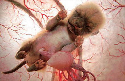 Impressive Photos of Baby Animals