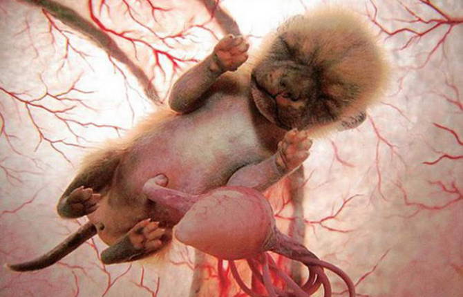 Impressive Photos of Baby Animals