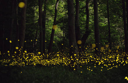 La forêt enchantée