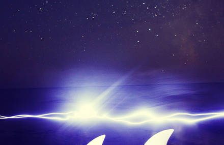 Shark lamp