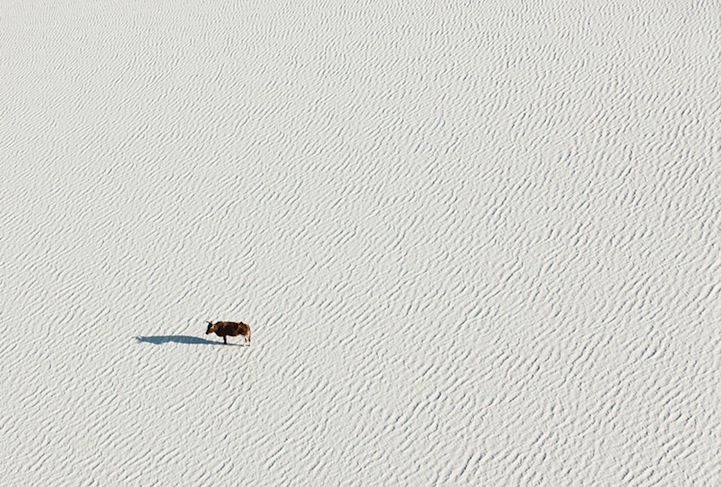 Aerial Photos of Botswana Wildlife-3