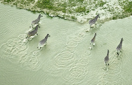 Aerial Photos of Botswana Wildlife