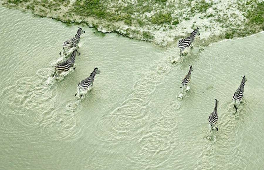 Aerial Photos of Botswana Wildlife
