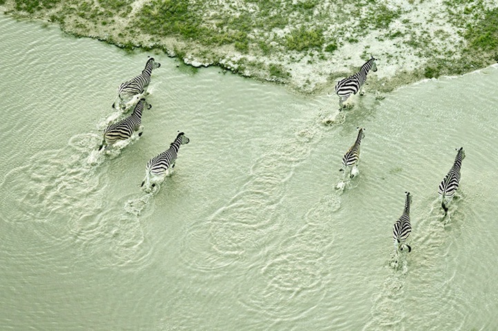 Aerial Photos of Botswana Wildlife-9