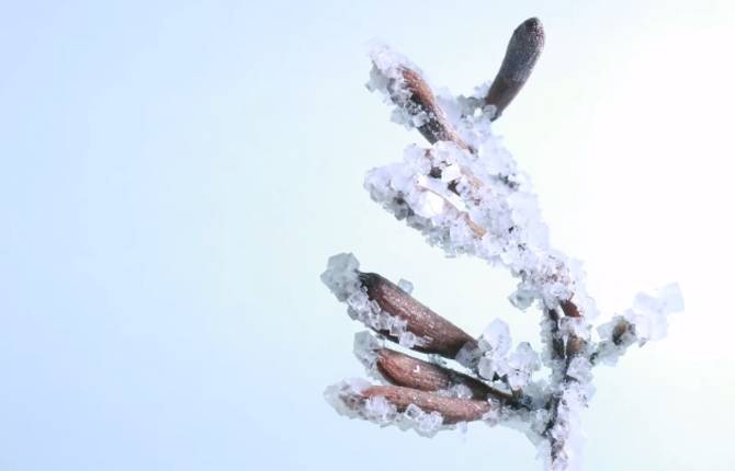 Cetranger – How To Be