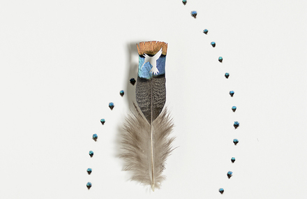 Feather Marvels by Chris Maynard