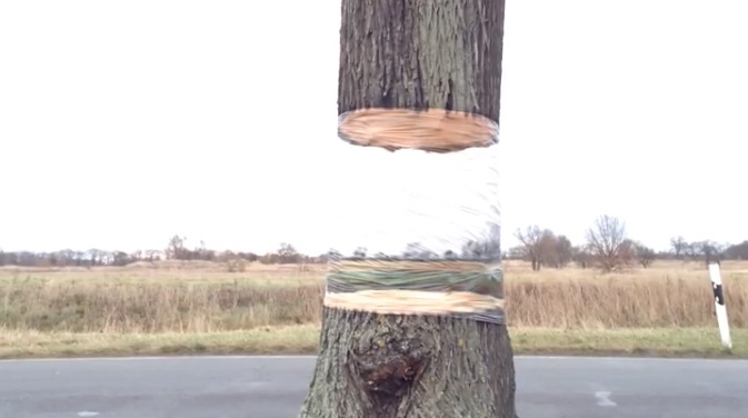 Hovering Tree Illusion