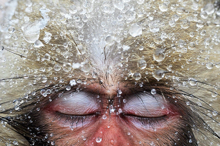 Japanese macaque, Nagano Prefecture, Japan