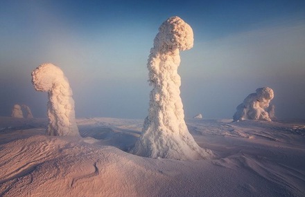 Trees Frozen in Subzero Temperatures