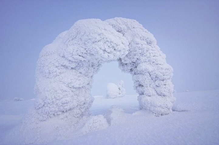 Trees Frozen in Subzero Temperatures3