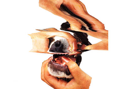 Dogs to Share, le prochaine EP de PET, sortira le 17 Février chez Kütu Folk Records !