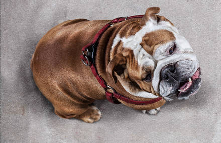Bulldog from above