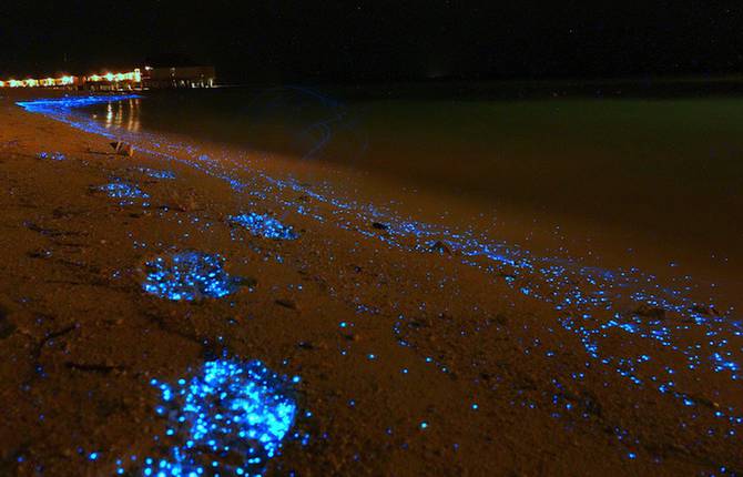 Bioluminescent Beach in Maldives