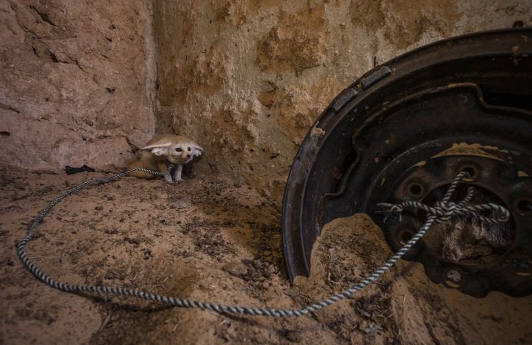 42 Fennec Fox a species in danger by Bruno D'Amicis