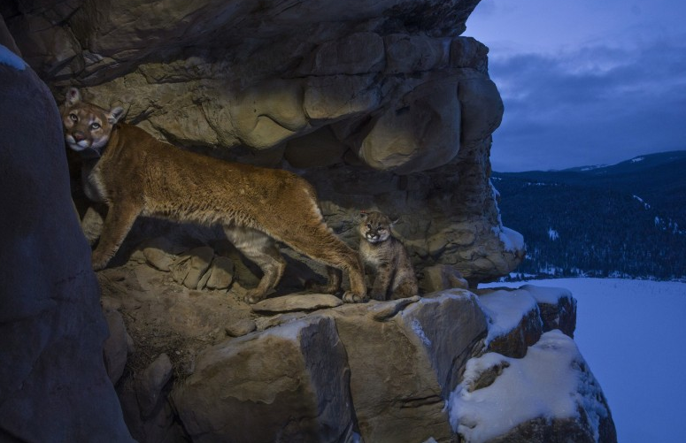 45 Cougars by Steve Winter