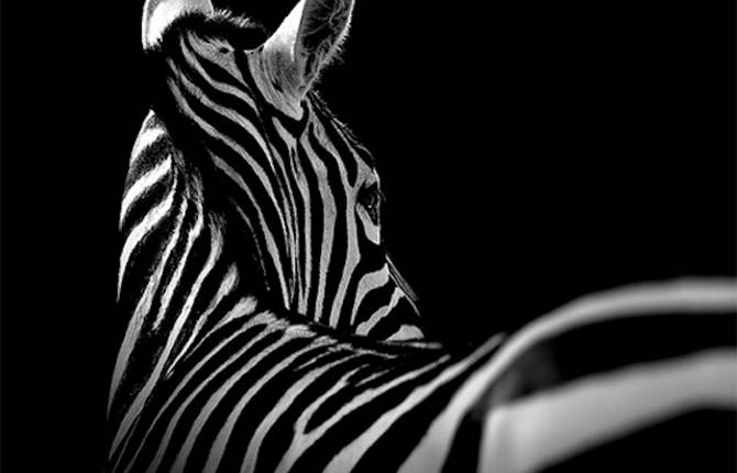 Black & White Animals Portraits