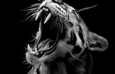 Black & White Animals Portraits