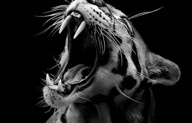 Black & White Animals Portraits