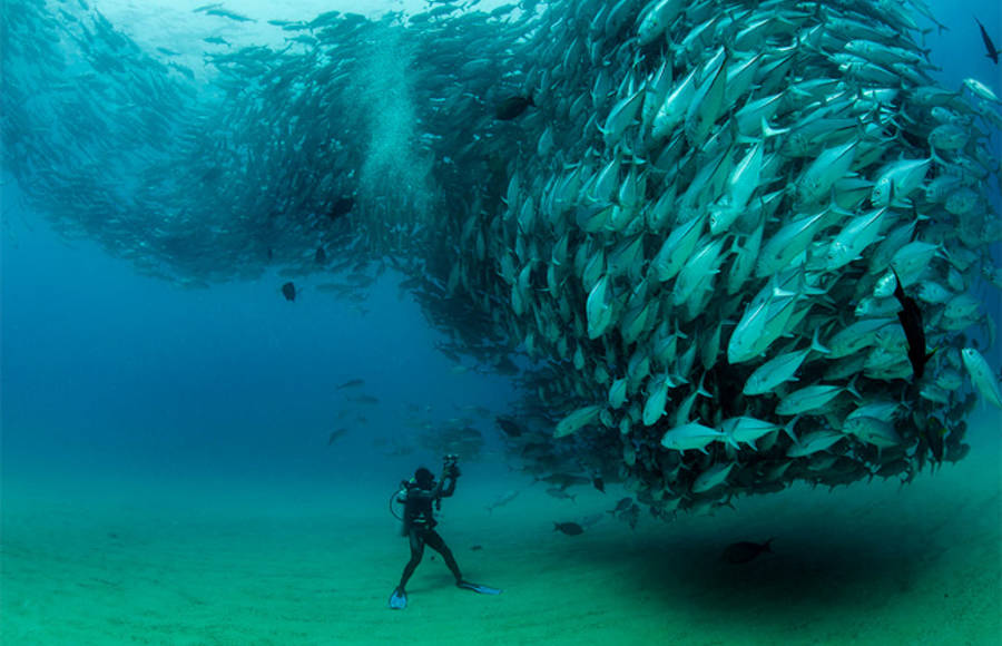 Fish Tornado