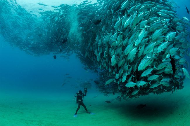 Fish Tornado 1