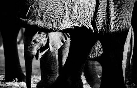 WILD & PRECIOUS by Laurent Baheux