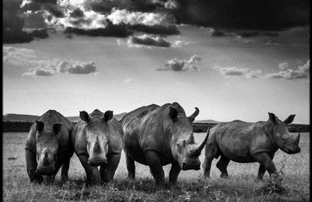 WILD & PRECIOUS by Laurent Baheux