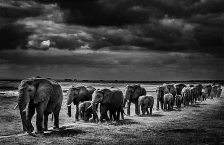 Burn the ivory by Laurent Baheux
