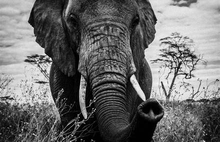 Burn the ivory by Laurent Baheux