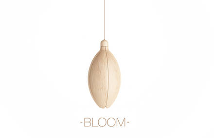 Lamp bloom