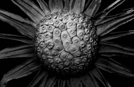 Decaying plants captured with a Scanning Electron Microscope.