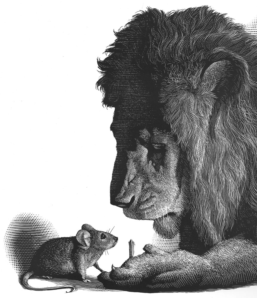 Animal Kingdom Illustrations14
