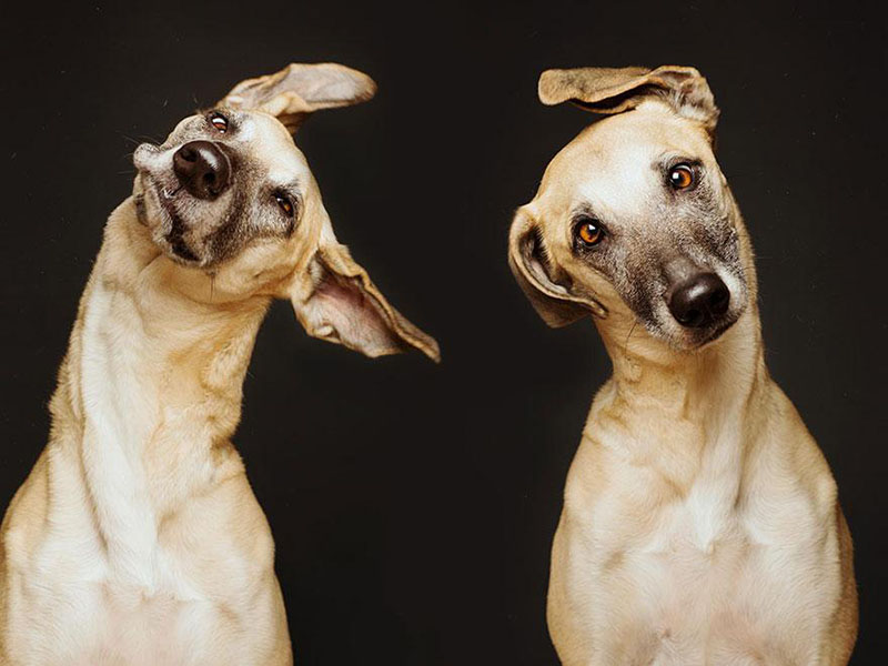 Dog Portraits by Elke Vogelsang1