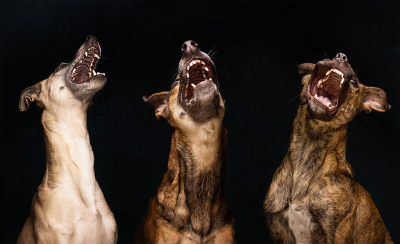 Dog Portraits by Elke Vogelsang10